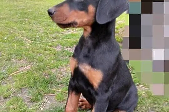 Pieski rasy Doberman, Lubelskie, Wisznice
