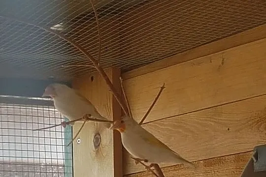 Szczygły Majory 2018 Lubuskie, , Dobrojewo