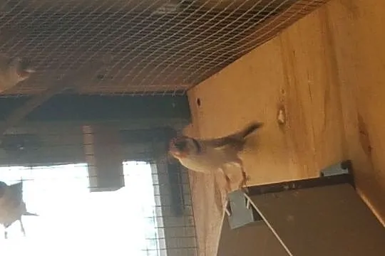 Szczygły Majory 2018 Lubuskie, , Dobrojewo