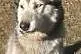 Ałtaj - pies w typie husky szuka domu,  pomorskie 