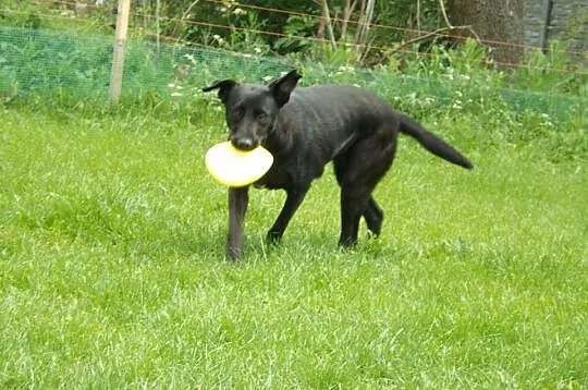 KOBRA młodziutka, bardzo łagodna sunia mix labrado