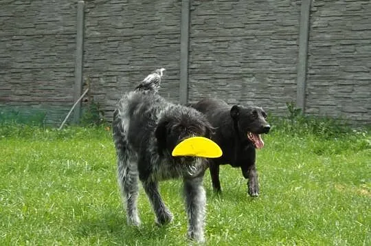 KOBRA młodziutka, bardzo łagodna sunia mix labrado