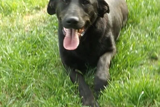 KOBRA młodziutka, bardzo łagodna sunia mix labrado