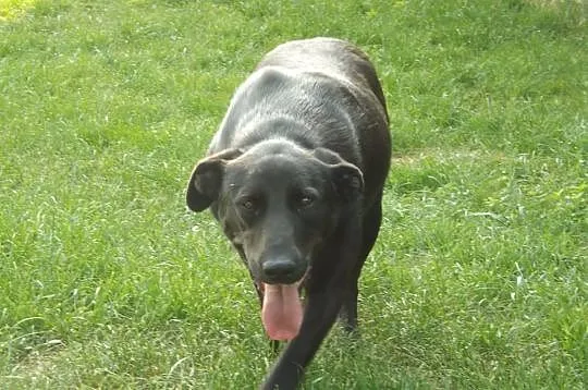 KOBRA młodziutka, bardzo łagodna sunia mix labrado