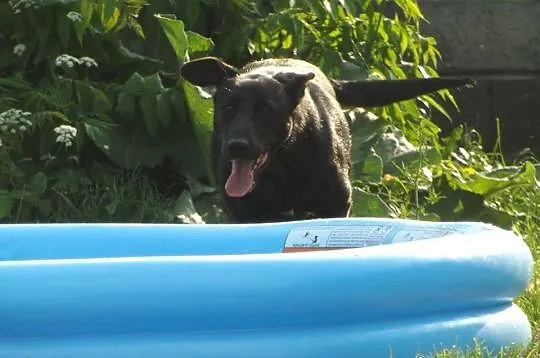KOBRA młodziutka, bardzo łagodna sunia mix labrado