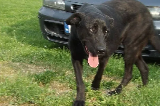 KOBRA młodziutka, bardzo łagodna sunia mix labrado