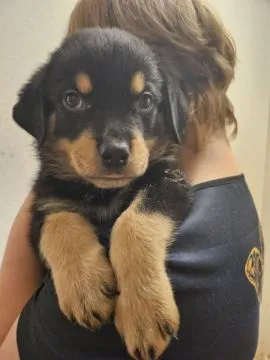 Piękna suczka rottweilera dostępna do adopcji....., Podkarpackie, Krosno