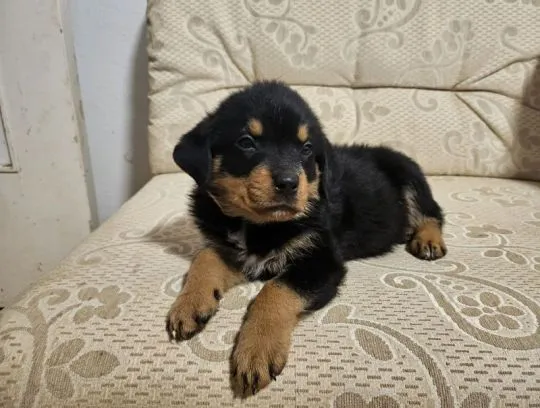 Piękna suczka rottweilera dostępna do adopcji.....