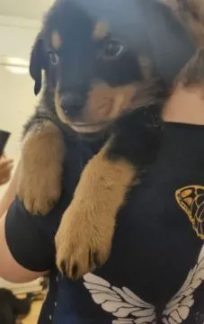 Piękna suczka rottweilera dostępna do adopcji....., Podkarpackie, Krosno
