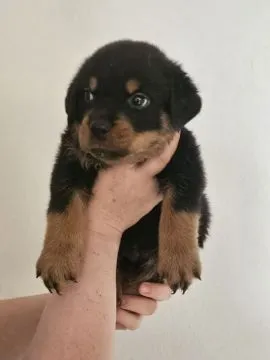 Piękna suczka rottweilera dostępna do adopcji....., Podkarpackie, Krosno