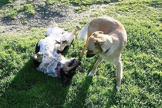 Przylepa w typie corgi wypatruje domu już od 4 lat