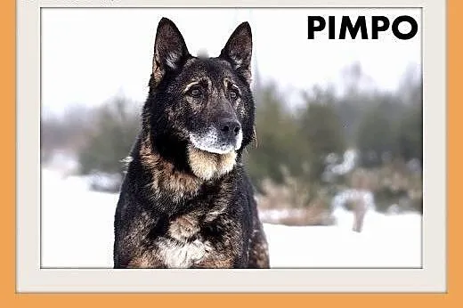 PIMPO,średni,czujny,wierny,odważny pies stróżujący