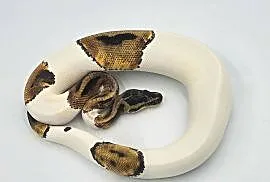 Pyton Królewski samice Piebald