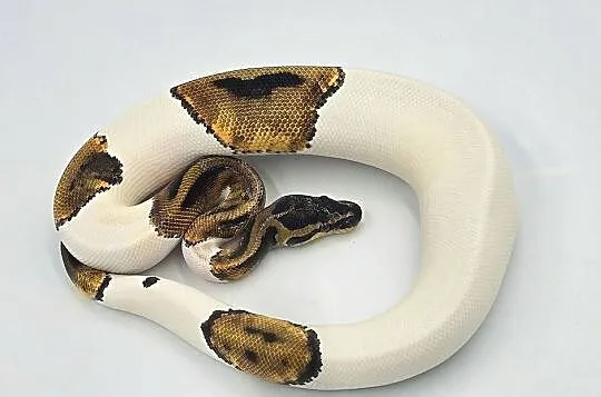 Pyton Królewski samice Piebald, Dolnośląskie, Wrocław