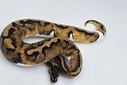 Pyton Królewski samice Piebald, Dolnośląskie, Wrocław