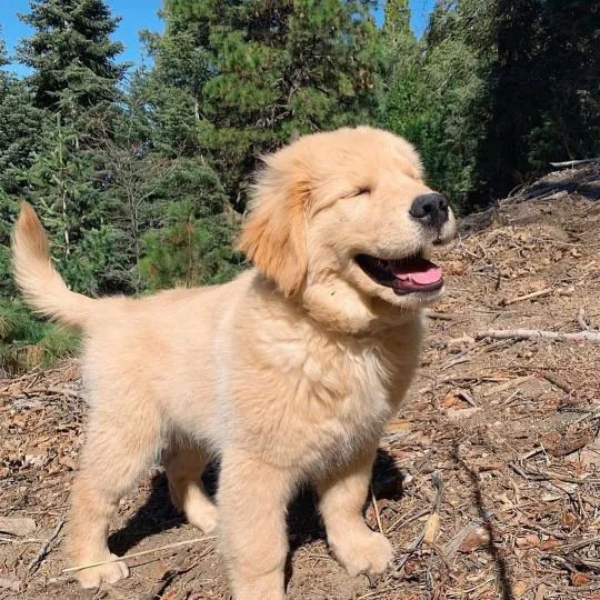 Szczenięta Golden Retriever, pies i suczka do adopcji