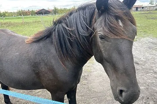 Wałach Grand Haflinger-Małopolak