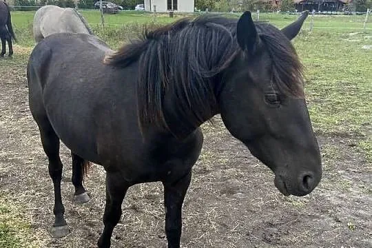 Wałach Grand Haflinger-Małopolak, Lubelskie, Zamość