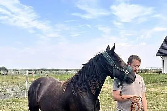 Wałach Grand Haflinger-Małopolak, Lubelskie, Zamość