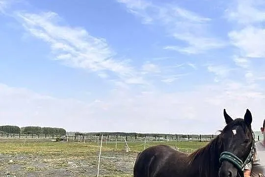 Wałach Grand Haflinger-Małopolak, Lubelskie, Zamość