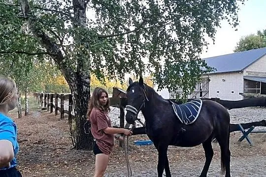 Wałach Grand Haflinger-Małopolak, Lubelskie, Zamość