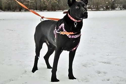 Salvo- pół labrador - do adopcji,  mazowieckie Warszawa