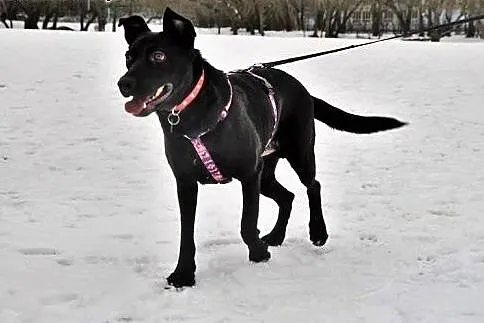 Salvo- pół labrador - do adopcji,  mazowieckie War
