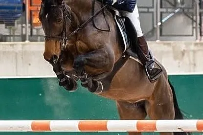 Klacz do sportu, , 