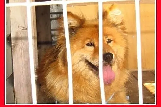 Szpic mix,spokojna,przyjazna suczka CZACZA.Adopcja,  śląskie Katowice