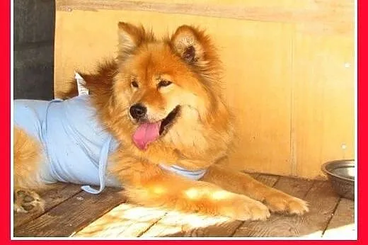 Szpic mix,spokojna,przyjazna suczka CZACZA.Adopcja