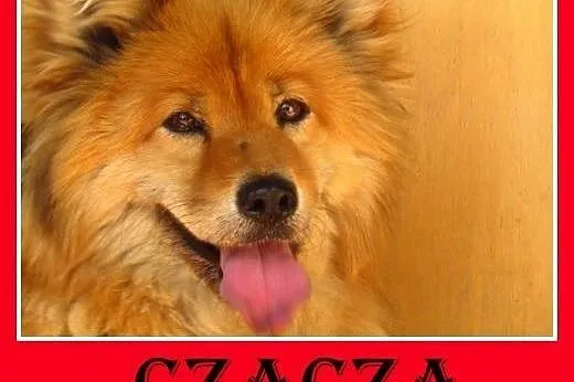 Szpic mix,spokojna,przyjazna suczka CZACZA.Adopcja