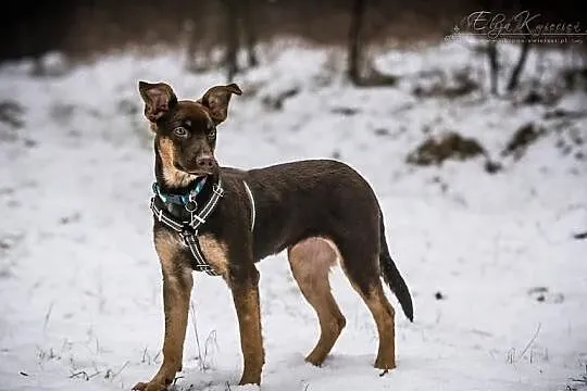 MOKKA - 7 mies. CZEKOLADOWE cudo o HIPNOTYZUJĄCYM 