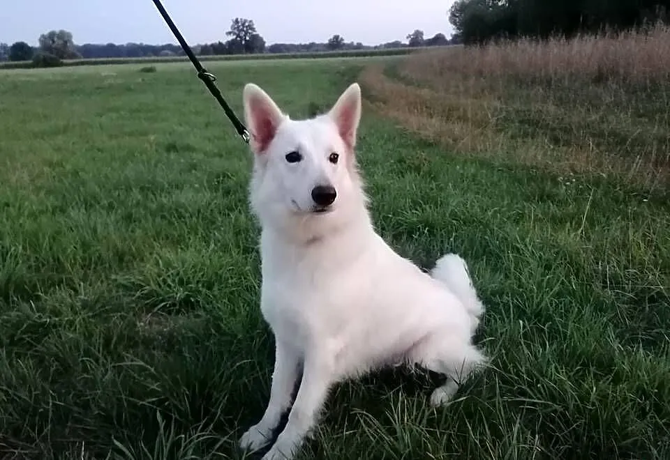 Owczarek szwajcarski, Dolnośląskie, Oława