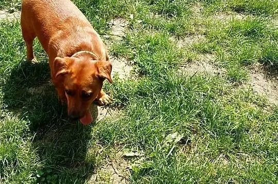 Tinka domu poszukuje, może w Twoich ramionach najbezpieczniej się poczuje ?, Mazowieckie, Warszawa
