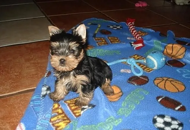 Yorkshire Terrier
