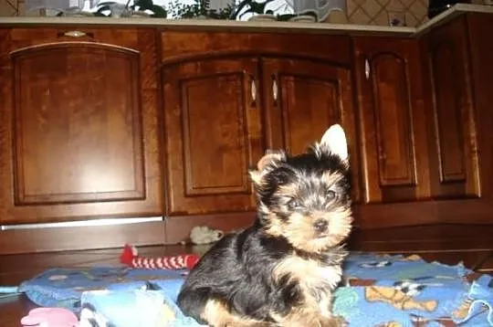 Yorkshire Terrier