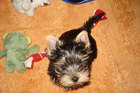 Yorkshire Terrier