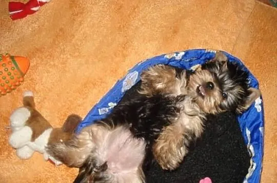 Yorkshire Terrier