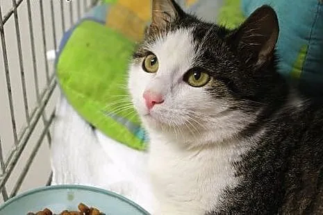 Pasztecik poleca się do adopcji :),  łódzkie Łódź