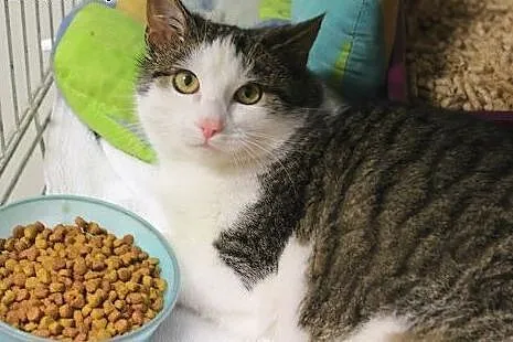 Pasztecik poleca się do adopcji :),  łódzkie Łódź