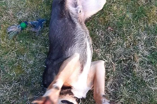 Gutek, roczny, sympatyczny pies ok 20 kg-owy szuka, Kraków