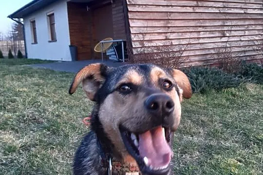 Gutek, roczny, sympatyczny pies ok 20 kg-owy szuka, Kraków