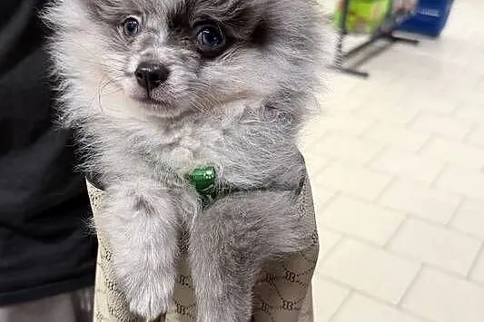 pomeranian
