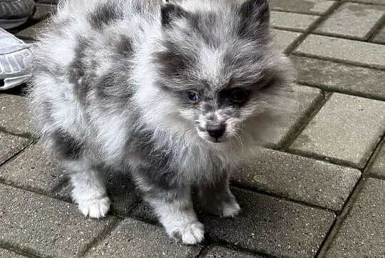 pomeranian, Kujawsko-pomorskie, Bydgoszcz