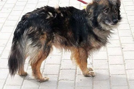 CYPIS jego smutek nie zna granic! przygarnij tego 
