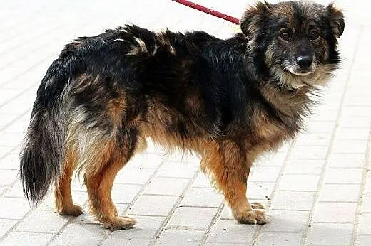 CYPIS jego smutek nie zna granic! przygarnij tego 