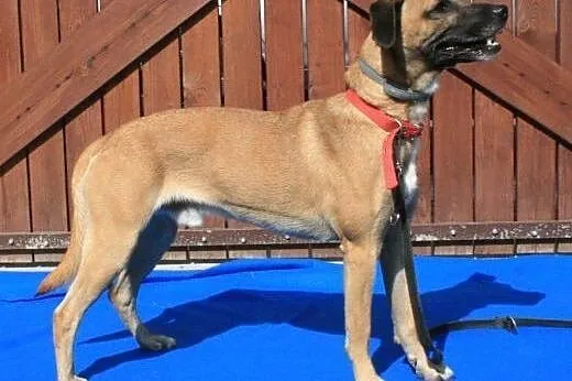 ROKI - młody wesołek już tak długo czeka na dom...adoptuj!,  mazowieckie Warszawa
