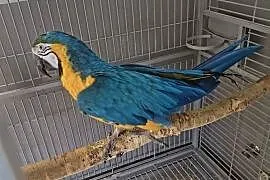 Ara  Ararauna