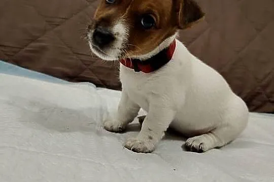 Jack Russell Terrier suczka, Łódzkie, Pabianice