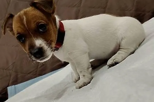 Jack Russell Terrier suczka, Łódzkie, Pabianice